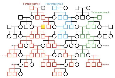 mitochondrial eve family tree